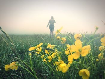 Flowers growing in field