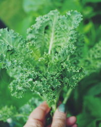 Cropped image of hand holding kale