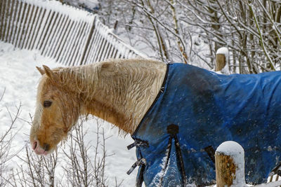 Close-up with horse in cloak in a winter landscape 