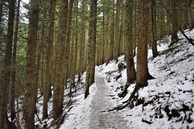 Trees in forest during winter