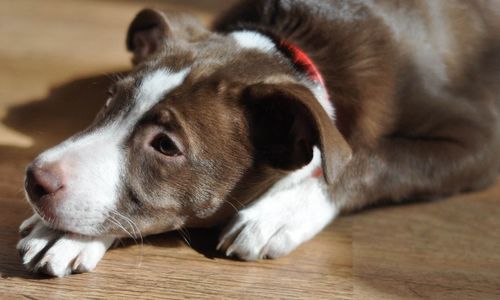 Close-up of dog lying down on hardwood floor