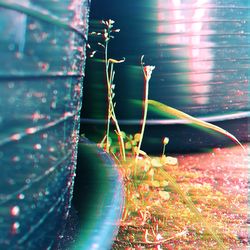 Close-up of plant against blurred background