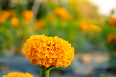 Close-up of yellow marigold flower