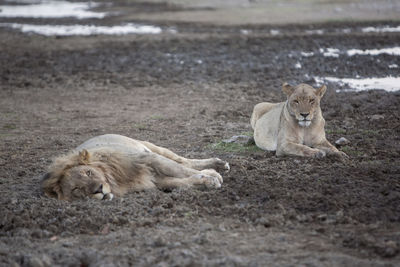 Lion relaxing on dirt road