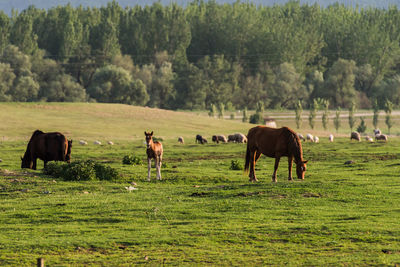 Horses in a field