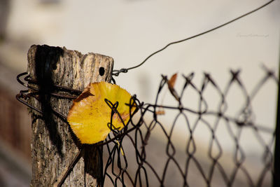 Close-up of yellow bird perching on barbed wire against sky