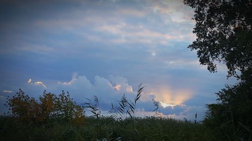 Low angle view of plants on field against sky
