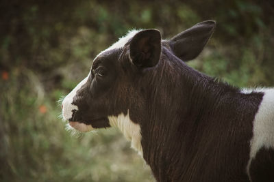 Close-up of a horse on field