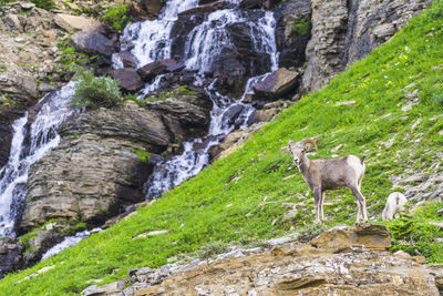 View of sheep on rock