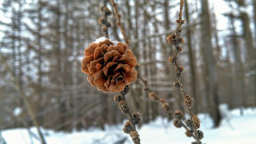 Close-up of pine cone on tree during winter