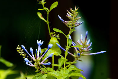 Close-up of purple flowering plant