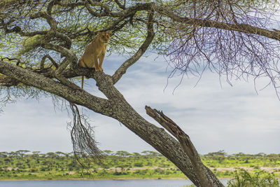 Bird perching on a tree