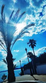 Low angle view of palm trees against sky