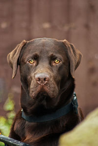 Close-up portrait of dog