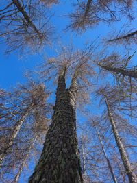 Low angle view of bare trees against clear blue sky