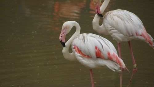 Birds on a lake