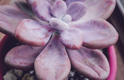 Close-up of pink succulent plant