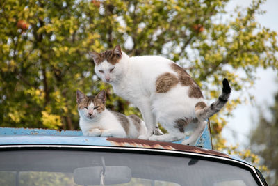 Cat sitting on a car