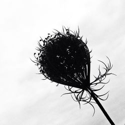 Low angle view of trees against sky