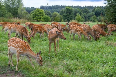 Deer standing on field