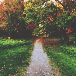 Trees in park during autumn