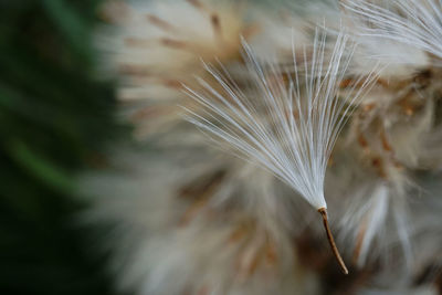 Close-up of dandelion