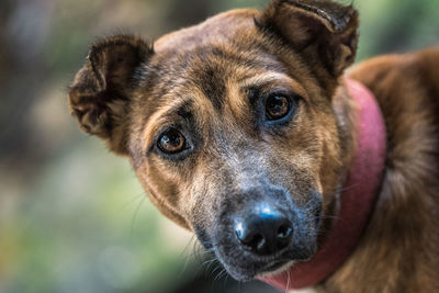 Close-up portrait of dog