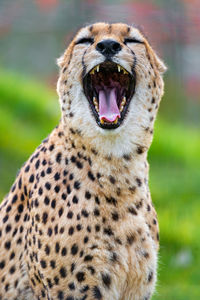 CHEETAH IN THE