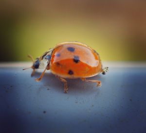 Close-up of ladybug