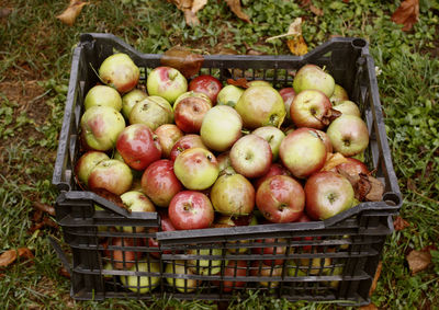 High angle view of apples in basket