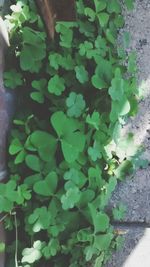 Leaves growing on tree