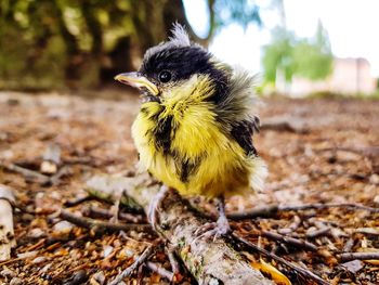 Close-up of a bird perching on a field