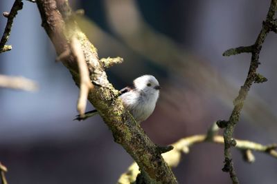 Low angle view of long-tailed tit perching on bare tree