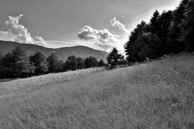 Scenic view of field against sky