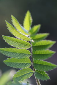 Close-up of green leaves