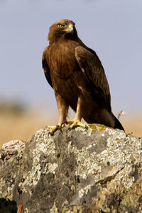 Bird perching on rock against sky