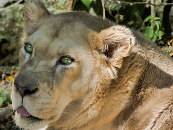 Close-up of a cat looking away