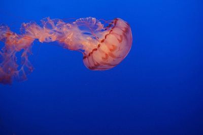 Close-up of jellyfish swimming in sea