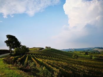 Scenic view of agricultural field against sky