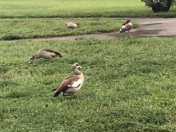 Ducks on a field