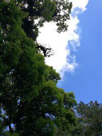 Low angle view of trees against sky