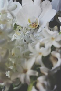 Close-up of white flowering plant