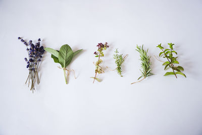 Close-up of selection herbs against white background