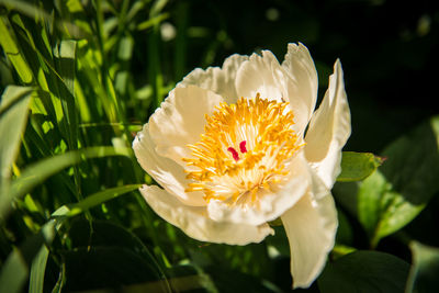 Close-up of white flower