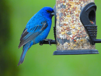 Close-up of blue bird perching on feeder