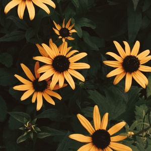 Close-up of wet yellow flowering plants