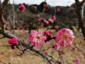 Close-up of pink flowers blooming on tree