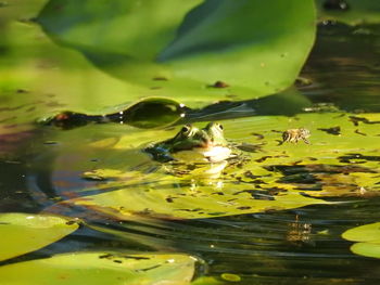 Ducks swimming in a lake