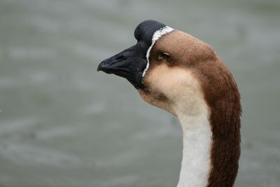 Close-up of a bird looking away