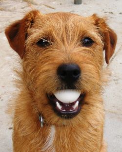 Close-up portrait of a dog